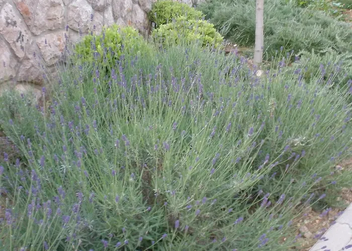 Villamare Baska-krk *